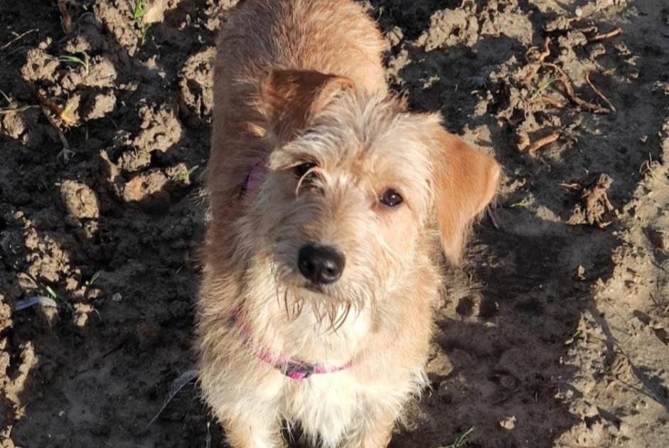 Alerta de Desaparición Perro  Hembra , 5 años Pléhédel Francia