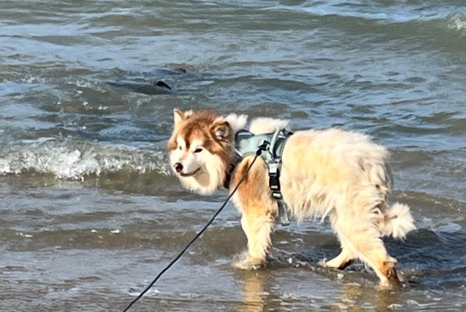 Alerte Disparition Chien Mâle , 2 ans Ploufragan France Alerte Disparition Chien Mâle , 2 ans Ploufragan France