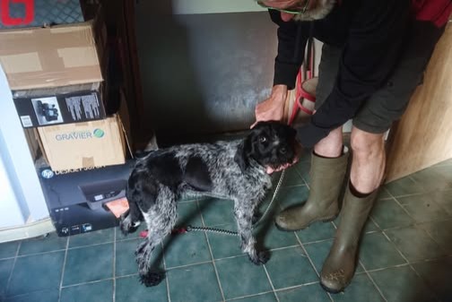 Alerte Découverte Chien  Femelle Saint-Servais France