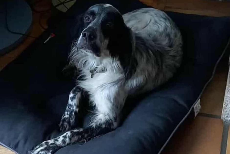Alerte Disparition Chien  Femelle , 5 ans Coadout France