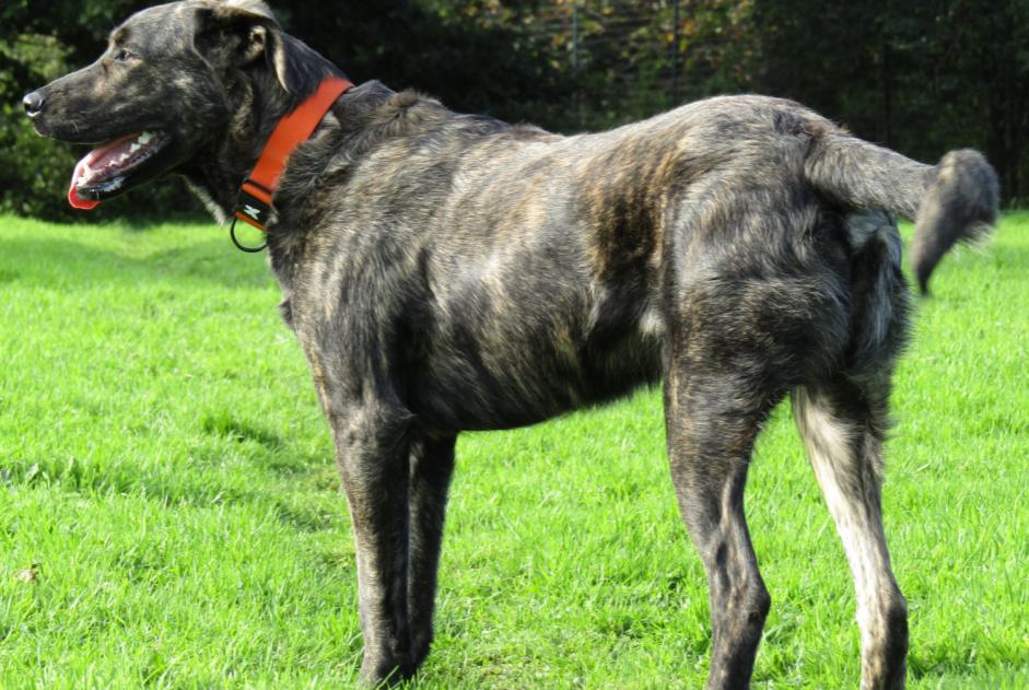 Avviso scomparsa Cane incrocio di razze Maschio , 9 anni Prat Francia Avviso scomparsa Cane incrocio di razze Maschio , 9 anni Prat Francia