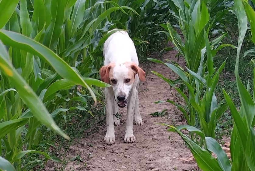 Avviso Ritrovamento Cane incrocio di razze Maschio Plélauff Francia Avviso Ritrovamento Cane incrocio di razze Maschio Plélauff Francia