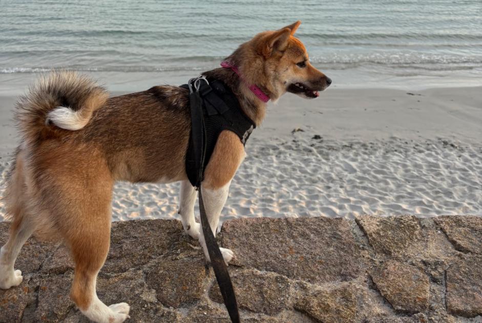 Avviso scomparsa Cane  Femmina , 1 anni Pleumeur-Bodou Francia