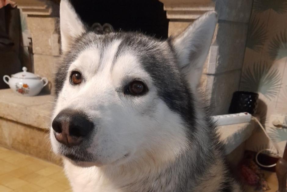 Verdwijningsalarm Hond Mannetje , 5 jaar Le Mené Frankrijk Verdwijningsalarm Hond Mannetje , 5 jaar Le Mené Frankrijk