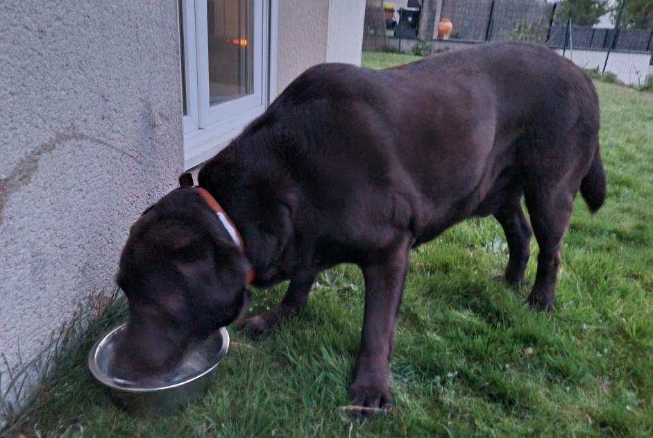 Ontdekkingsalarm Hond Mannetje Ploufragan Frankrijk Ontdekkingsalarm Hond Mannetje Ploufragan Frankrijk
